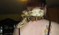 Snake For Sale - Columbian Morph - Female. Approx. 5 1/2 feet. Very healthy. Loves being handled. I hate to sell her, but my little girl is scared of her, which is the ONLY reason I am selling her.