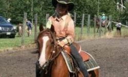 Razz is a 6 year old welsh pony. He is 13 hands and is a chestnut gelding with a blaze and right hind sock. He is very lovable and loves kids. He is good for beginner riders and has been hauled. He has been in horses shows and in a parade once to. I'm a