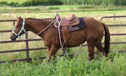 Two year old sorrel quarter horse filly. Very quiet. Ground work is under way. She has been saddled and had a rider sitting on her back and didn?t seem to mind at all. Will be ready to break in the spring! Good prospect for the teen wanting to break their
