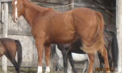 Say hello to Starr-Light!  She is an approximately +/- 5 year old mare, said to be a Paint, although we have no papers to prove her lineage.  She is a very laid back girl, at the bottom of the pecking order, good with her feet, ties well, clips, trims &