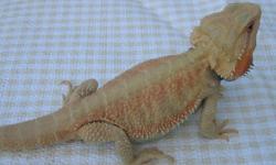 Hypo Translucent and Red Bearded Dragons. Produced by Capital Dragons in Ontario
 
Hypo Translucent $120 each
Reds $120
 
Gorgeous babies! Pictures are generic photos off the internet to give an idea of coloring. They are not the actual dragons for sale