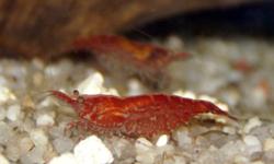 Still have some Red Cherry Shrimps left, about 1/2" - 3/4" big. Adults get to a maximum size of about 1".
 
They are suitable for any planted community tank with small
peaceful community fish or simply a species only tank.
Not suitable for any fish tank