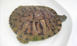 I have a very active Red Eared Slider Turtle for sale.
His shell is approx 9 to 7".he is about 3-4years old,very nice colour.
 
Please email lixuanqing@hotmail.com if you interesting!