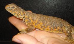 We have 2 Red Nigerian Uromastyx for sale. (1 Male, 1 female) these are a very neat looking lizard, and the best thing about them is they are a vegetarian, so NO BUGS!!! Please note that their colors get brighter with age, especially the male!
Uromastyx