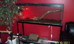 Young Red tail. Aprrox. 3-4 feet. Very healthy and docile. Eats frozen mice regularly. Comes with very large aquarium and stand. Was my sons who has left home. No time and no interest. No reasonable offer turned away. E-mail does not work so call and