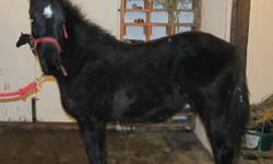 Babe is a beautiful black warmblood filly. Often mistaken for a purcheron due to her substance, this filly should do just about anything you desire. She is an own grand daughter of the Great Ljibbe's Valour, who is a multiple championship winner and movie