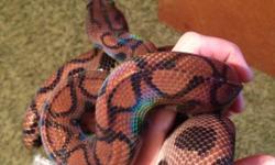 2008 female eclipse phase Brazilian rainbow boa, approx. 4' comes with tank, undertank heater, cave, water dish. Can be delivered anywhere from courtenay to nanaimo after the holidays. Boyfriend is afraid of snakes so she is confined to the basement and