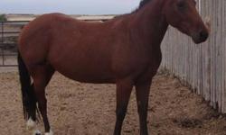 This filly is a great Sport Horse that would excel in dressage, hunters, eventing, and you can also ride her Western!  She has been ridden both English and Western!!!  She has a beautiful trot with great movement.  Could be your next 4-H or Pony Club
