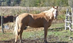 Registered Quarter Horse Palomino 14.3.
Very quiet boy, used for pasture breeding.
Reduce price $700.00
 
 
 
Pedigree 
                                       
                                  PC Sun Socks
 Sir----Super Sunsocks