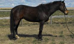 6 yr old, 16hh, registered tb, gelding. Very kind, and well mannered.  Broke both english and western, never been to the track!  Started on rails this fall. utd on everthing. No buck, bolt, or rear. loads well, stands good for the farrier, a little