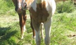 SLR Twoeyed Mr Pepper
Pepper is a 2011 sorrel tobiano registered APHA stud colt. Should mature 15.0-15.2hh. Pepper has been weaned, dewormed and is halter broke. He goes into a box stall at night and a turn out pen during the day. Pepper has straight