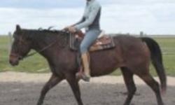 Pronto -4 year old, quiet ,sweet, broke to ride, "husband ready" trail horse. 14.3 hands , solid dark bay, good walk, trot, canter and been out on the trail many times, she is the lead horse with the star on her forehead. in picture