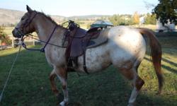 QRA MAIDIN THE SHADE
Edina  or ?Eddie? is a 14.2hh, 9 year old registered dun appaloosa mare.
Sire: Dial Ten    Dam: Ima Dee Lite
Eddie has had 90 days training and was a broodmare for a bit, she has been on trails and roads and loves getting out, she?s