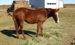 Looking for a great prospect to start this year? Dam is Sask Reined Cowhorse point earner, sire is son of Docs Little Pesco (Peppy San Badger) this is a great looking athletic colt with a great mind. Well mannered, easy to catch, quiet, ties, farrier,