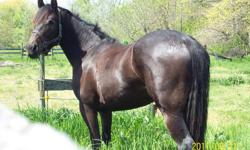 Born April 15 /07    16/2hh  /  Blk / no white /  trained English / Sire / Erwin V  by Tsherk328  / Exra ( Ster )  Feitse 293 (pref) Wijkje:" Model& Pref & Prestm "   Hearke  //  Ester ( Ster )  /   Dam  " Destiny " Reg Tb   x race horse /  This mare is