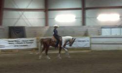I am offering a registerd 1/2 Arabian Paint  for sale he is 10 years old has shown in the past at some big futurities, rides english and western ,has reined,has been given lessons on a great first horse for someone that wants to show or get back into