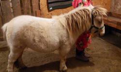 Monty is a cremello stud . He will be 2 in march he is friendly and leads well and does well with the ferrier.
Due to technical difficulties ,I am sorry to those who have been interested and i have not replied. please call 613-582-3476 faith/colin