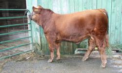 Offering for Sale:
Registered Simmental Polled Solid Red Bull Calf
Will be1 year old in Jan
Sired by top AI bull: Winchester HR
Outstanding muscle shape and expression, yet maintains his style. Very  thick hindquarter. A real cattleman's type bull.
Well