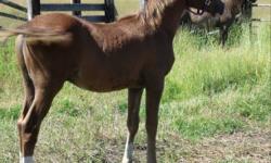 Handsome 10 month old chestnut colt with chrome.  He has great Crabbet/CMK bloodlines , his sire is a grandson to Raseyn Gezan.(Sire is in the last picture)  He has a very laid back personality, loaded like a trooper the first time into a trailer with a