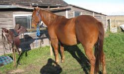 For sale Reg. QH mare, 14.3hh  8yr old,sorrel no white markings. Very kind, nice  tempered mare, she goes well on trails alone or with others. Use to doing arena work, rollbacks, hard stops, turn on the haunches. Good with farrier, ties, loads. She's a