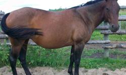 2006 Registered Quarter horse bay roan mare. Bloodlines include Doc's Oak and Poco Bueno. Super stalky and correct conformation. Ranch horse type. Great to handle, loading, farrier etc.  Easy breeding and foaling. Hand or pasture breeding. Has produced 2