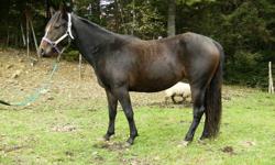 Bailey is a reg qh mare out of Smokin Doc Steel. very nice conformation. she is a smart girl. she has been started under saddle and has cought on very quickly. shes easy to work with. great with other horses, kids, dogs, sheep and chickens! motivated to