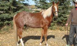 "Georgia" is a 2 year old APHA registered filly (HYPP N/N). She is sorrel with a flaxen mane and tail and has roaning throughout her flanks; she's a real flashy girl.
She's western pleasure bred but is just getting started under saddle so can go in any