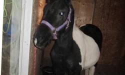 LIL NIKI ZIP is a year old this spring she is halter broke and ive put my light english saddle on her she is a very sound little girl. she loves attention she would make an awsome childerns horse. if you are looking for a flashy zippy mare you would love