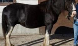 For sale, 9 year old registerd mare  Dew Ridge Maggie II. Well broke for harness. With black stud foal out of Battle River Montgomery. Mare bred back to Battle River Montgomery for April foal.  No e-mails please, for more information please call Bill Cey