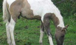SLR SHOWDOWNS TE N TE
 
Registered apha grullo tobiano paint stud colt. Going to be a strong stout stallion prospect. Striaght legs, good hip and a great disposition. Te should mature 15.0-15.2hh. This colt carries the bloodlines of Ris Key Business,