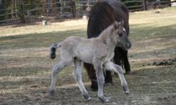 Beautiful blue dunn Icelandic colt. Icelandic horses are naturally gaited, very strong riding horses. Can carry adults or young riders with no problem. Icelandics are either 4 or 5 gaited , with regular 3 gaits plus tolt and pace. Skjanni has just been
