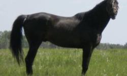 Tip The Clouds- JC registered, dark brown, thoroughbred stallion, 16hh, extremely nice temperment on him.  Tips is my new TB stallion standing at stud, he has excellent conformation that he has passed onto his foals. His temperment is more than I could