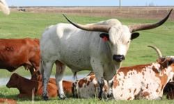 WE ARE SELLING QUALITY REGISTERED LONGHORN BREEDING STOCK OUT OF SOME OF THE BEST HORN PRODUCING GENETICS. COWS, CALVES, BRED HEIFERS AND BREEDING AGE BULLS. 2011 CALVES START AT $1000. BRED HEIFERS AND COWS START AT $2000.  PLEASE CONTACT JEFF AT