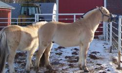 For Sale  - 3 (2011) Foals 2 Colts and 1 Filly
                - 3 yearling colts 2 geldings and 1 Stud
                - 1 Two year old gelding
                - 1 Five year old gelding
These boys are Registered and Micro Chipped. Moms can be seen on my