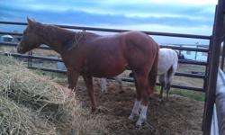I have 5 poas for sale. Two colored colt weanlings,I'm asking 700 for the leopard and 500 for the other, one yearling gelding solid with a blaze asking 400 , one 3 year old gelding solid with a diamond asking 400 and one mare solid with strip 30 days