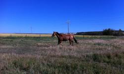 I have for sale a Red Dun mare for sale. Sire, Dun A Run Bar and Dam , Debbies Favorite. She was born in April 17, 2001 and comes from Bard Parker, Bearer Bond, Three Bars, Fay Parker, Poco Blackburn, Lil Nellie Wyse, Hempen, Truckle Feature, and I'ma
