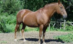 King is a registered quarter horse gelding, 27 yrs old, with many good years still left. Western, for intermediate/experienced riders. Due to family commitments, sadly we no longer have the time to give him the attention he needs. Free, to a good home