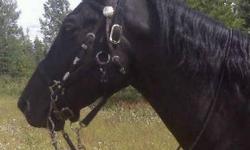 Registered Quarter Horse gelding, 16hh, Black, 10 years old.  Sire; Zippos Face Card. Dam; Codys Poco Ricki.  Two Eyed Jack, Zippos Ideal Image, Big Bits Penny also on his papers.  Well broke, western saddle or bareback. Loads and trims easy. Great