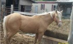Registered Quarter Horse Palomino 14.3.
Very quiet boy, used for pasture breeding. 
$1,000.00 firm. to $800.00
 
 
Quarter Horse palomino 14.3 Stallion.  Very quiet and used for pasture breeding.  $1000.00 firm