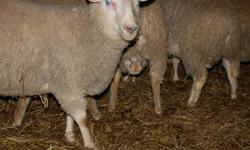 We have a number of Rams available,registered or commercial pure Rideau Arcotts.
Brookwater Farms