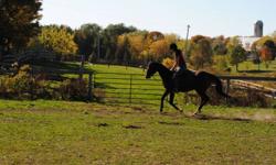 9 year old registered thoroughbred mare for sale.
w/t/c and jumps. good on trails, stands in cross ties, trailers well. needs an experienced rider.
 
$1000 obo.
Please contact if interested in lease or part board.
 
Would also consider trade for a quiet