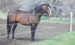 6YR. OLD REG. THOROUGHBRED STALLION, BAY, 16HH,
GREAT GRANDSON OF NORTHERN DANCER,
BORN APRIL 29 2005
BY DRUM MAJOR OUT OF SILVER BUNNY, BY HOIST THE SILVER, HALTER BROKE, EASY TO CATCH AND PEOPLE FRIENDLY ASKING 1200.00 FOR MORE INFO CALL DICKIE AT 780
