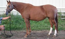 GALA SAFITA
2003 Canadian Warmblood Mare
15.2 hands
Chestnut
In FOAL for 2012 to SKEPTIC pinto Oldenburg
If you are looking for a low maintenance reliable broodmare, that won't let you down, here she is! Safita is easy to breed, easy to get in foal, easy