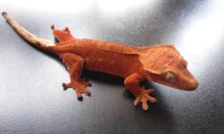 hi have some high end female crested geckos for sale
pic 1 female 22grams juvi $250
pic 2 female 28grams $230
all are healthy eating clarks and rapashy mix with pigment enhancers food
also have lots of tank branches and exo terra lights and lots of