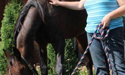 Retried race horse/ saddle broke
Big (app. 14 1/2 hh.) and Beautifull 10yrs old standerbread bay gelding
Loves attention, brushing, bathing, is good with vet and ferrier trayler well
is utd with shots and worming.
Gets along with other horses but my