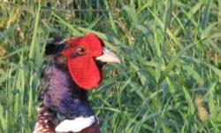Pheasant Hill Farm has LIVE or OVEN READY shrink wrapped, inspected Ringneck Pheasant for sale.  Our pheasant are raised in large outdoor flight pens located in the middle of our 100 acre farm.   The pheasant are fed no growth hormones or stimulates and