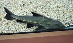 PLEASE NOTE: I am located in Peterborough. I can meet in Whitby if given a few days advance. As I cannot drive myself, I am dependant on a ride, so getting any further South is impossible.
Hello all. I?m looking to sell a 16" Ripsaw Catfish (Oxydoras