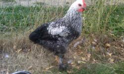 I have three healthy and beautiful Roosters, who are looking for a nice home,
they are not aggressive, one is about 7 months old and two are about 4 months old, they are 5 CAN$ each or will trade for a female chicken.
