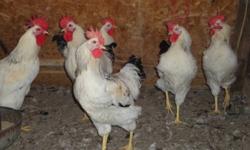 3 varieties of roosters for sale.  Rhode island red, barred rock and columbian rock.  they are all 20 weeks old.  $10.00 each or $9.50 if you purchase 10 or more.
