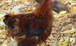 We have some bantam & some white roosters for sale, must be gone before snow